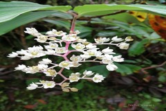 Maianthemum oleraceum